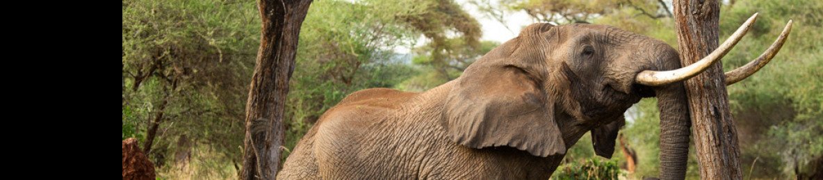 2-Day 1 Night Comfort Safari to Tarangire & Ngorongoro