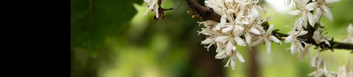 1-Day Materuni Waterfalls, Coffee Tour & Chemka Springs