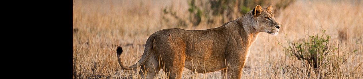 2-Day Luxury Lodge Safari |Tarangire & Ngorongoro Crater