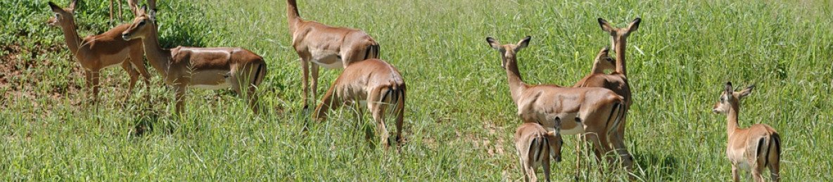 5-Day Tarangire, Serengeti, Ngorongoro&Manyara Private