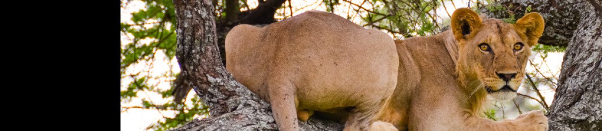 3-Day Safari- Tarangire, Ngorongoro & Manyara from Moshi