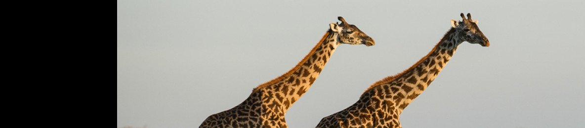 2-Day Great Safari Tarangire and Lake Manyara