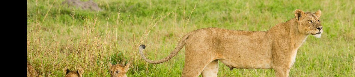 3-Day Fly-in&out to Northern & Central Serengeti