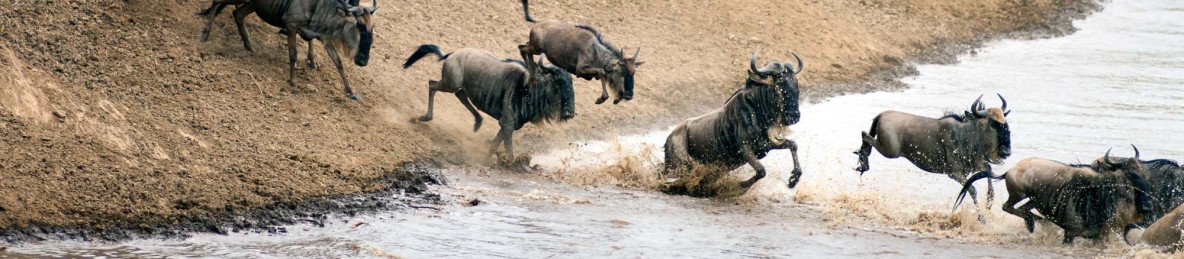 7-Day Nature's Greatest Migration Safari