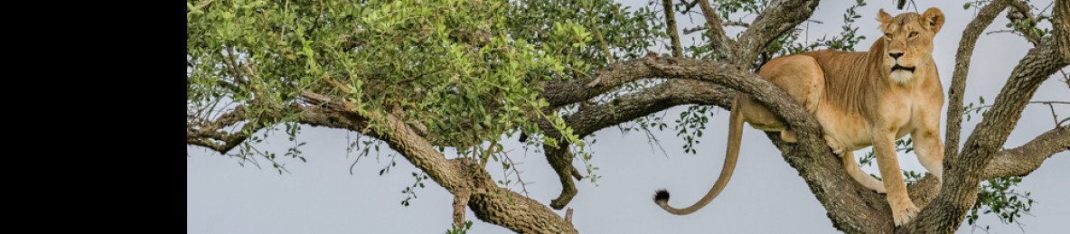 3-Day Safari Spectacular, Tarangire, Ngorongoro, Manyara