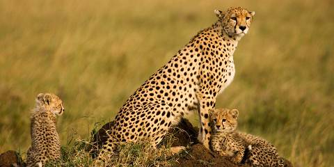 Budget camping Just outside Tarangire NP – Lunch & Dinner Included