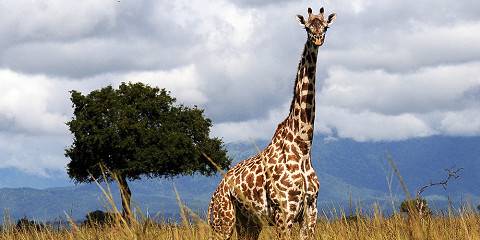 Budget camping Inside Tarangire NP – All Meals Included