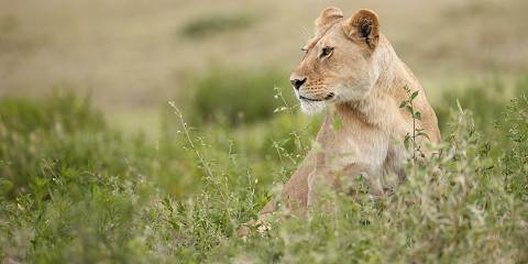 Budget camping Outside Tarangire NP – Lunch & Dinner Included