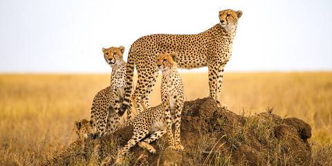 Budget camping Inside Tarangire NP – All Meals Included