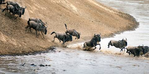Budget camping Inside Serengeti NP – Lunch & Dinner Included