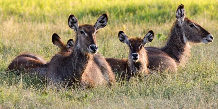 4-Day Authentic Bush Experience Camping Safari