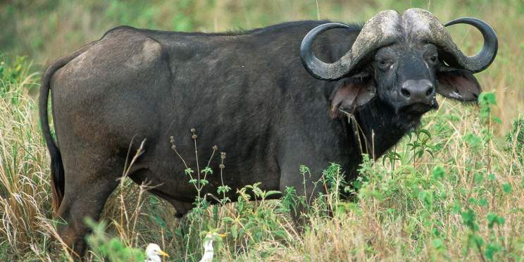 3-Day Catchy Wild Safari in Tanzania