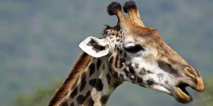 5-Day Best of Northern Tanzania Private Safari