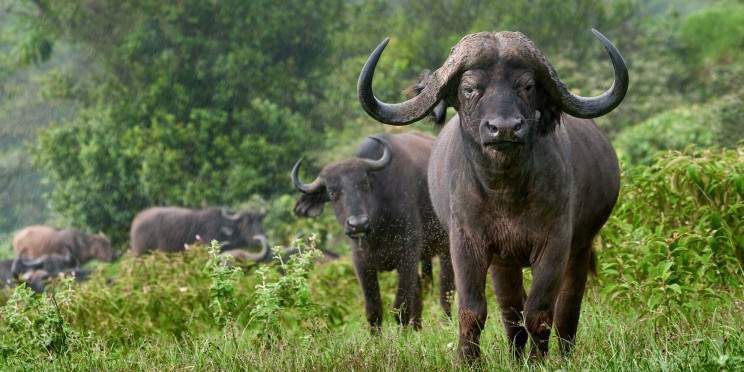 1-Day Arusha National Park