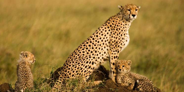 5-Day Combo of Two Nights in Serengeti Mid-Range