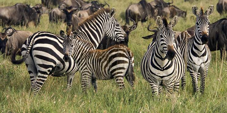 5-Day Tanzania Safari- Calving Season Ndutu Area