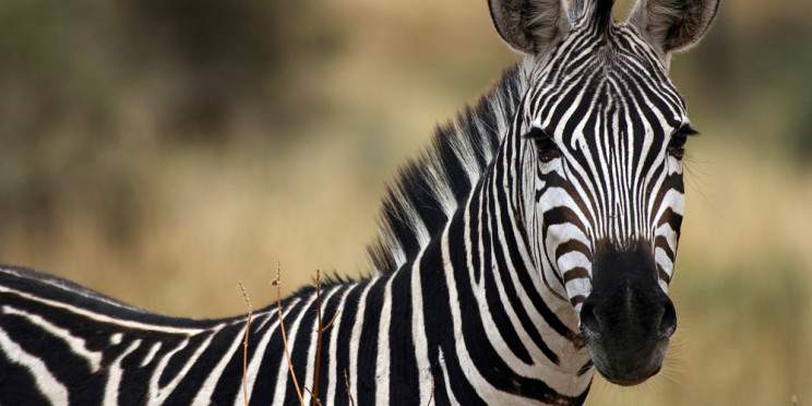2-Day Fly into Tarangire & Ngorongoro Luxury Safari
