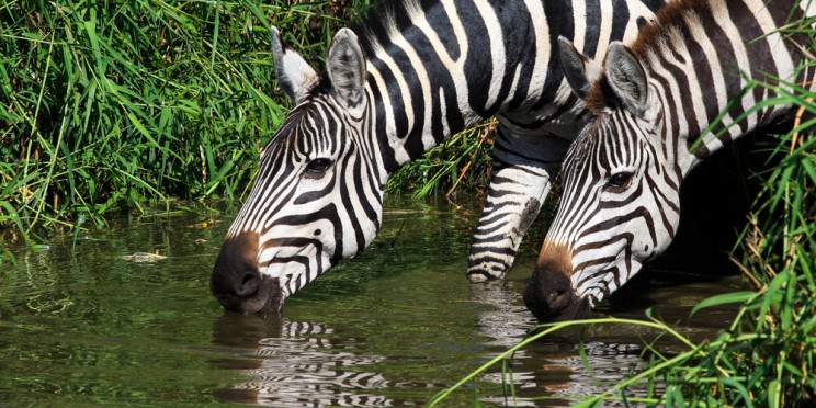 4-Day Tanzania Express Safari-Luxury