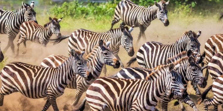 9-Day Private Mid-Range Wildebeest Migration Adventure