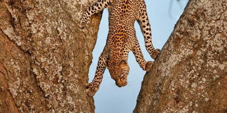 7-Day Serengeti & Classic Crater Discovery