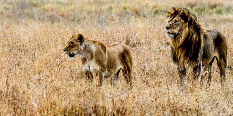 6-Day Day Luxury Honeymoon Safari -Tanzania Premium Park