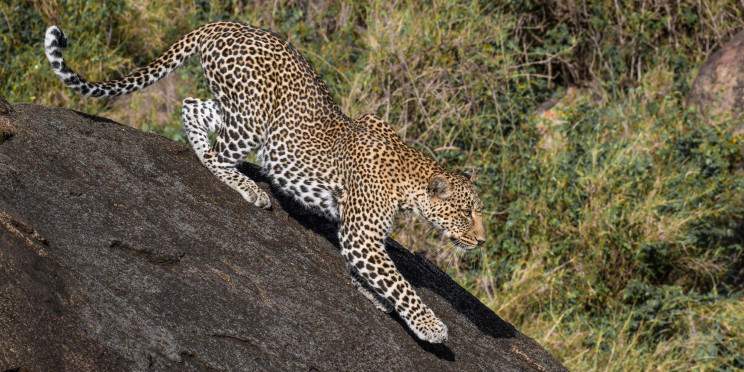 12-Day Combine Mt Kilimanjaro & Tanzania Safari