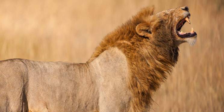 4-Day Mikumi NP, Udzungwa Waterfalls & Maasai by Jeep