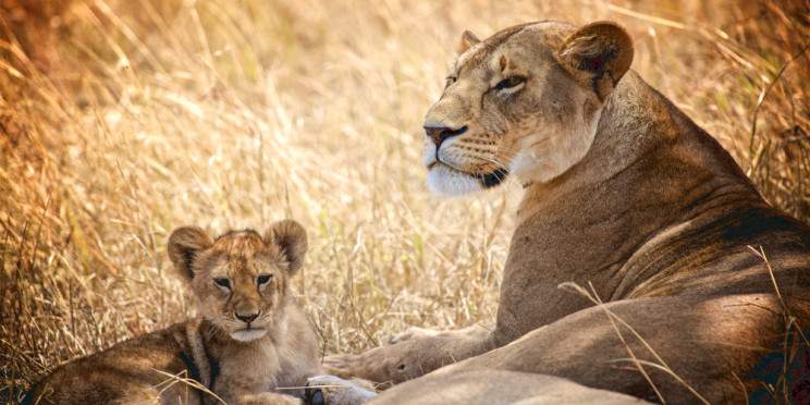 3-Day Fly-in Serengeti and Ngorongoro from Zanzibar