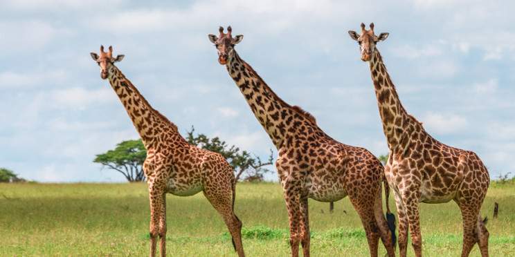 2-Day Affordable Adventure to Tarangire and Ngorongoro