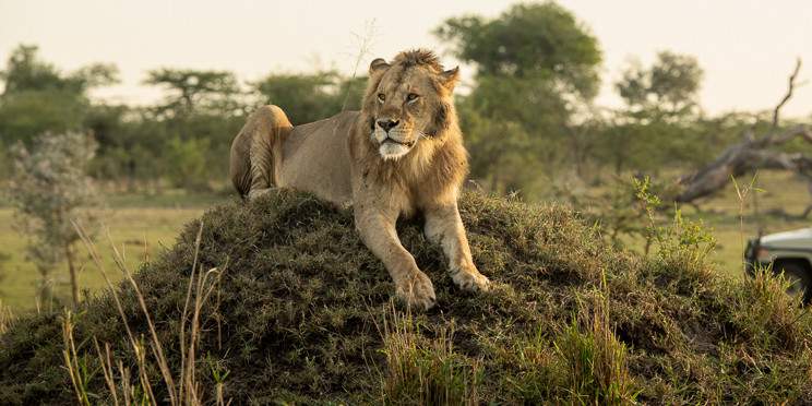 7-Day Northern Circuit Tanzania Adventure