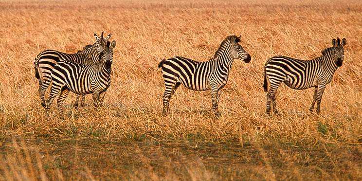 5-Day Romantic Couples Safari Adventure in Tanzania