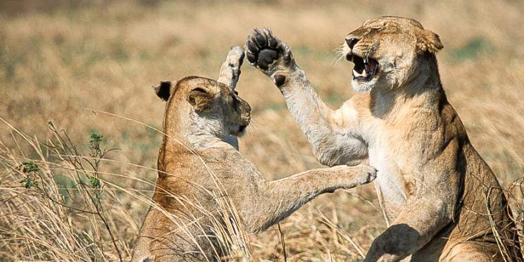 4-Day Group Budget Safari - Dar, Serengeti & Crater