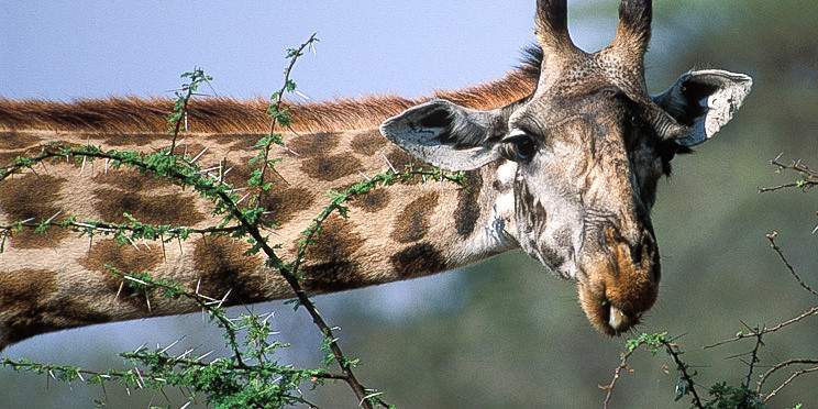 7-Day Classic Tanzania Safari with Midrange Comfort