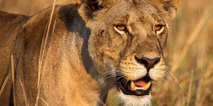 5-Day Northern Tanzania Private Tour with Lake Manyara