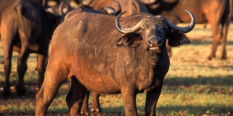 4-Day Magic Tarangire, Ngorongoro, Serengeti & Manyara