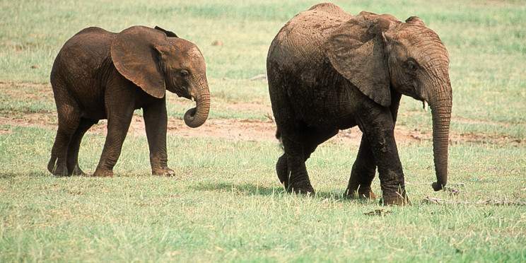 5-Day 5-Day Exclusive Honeymoon Safari from Kilimanjaro