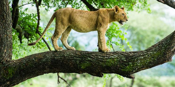 3-Day Safari to Tarangire, Ngorongoro Crater & Manyara