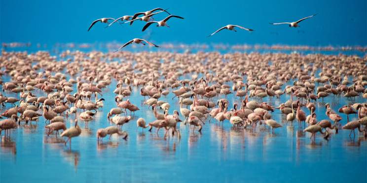 5-Day Witnessing the Big Five of Africa