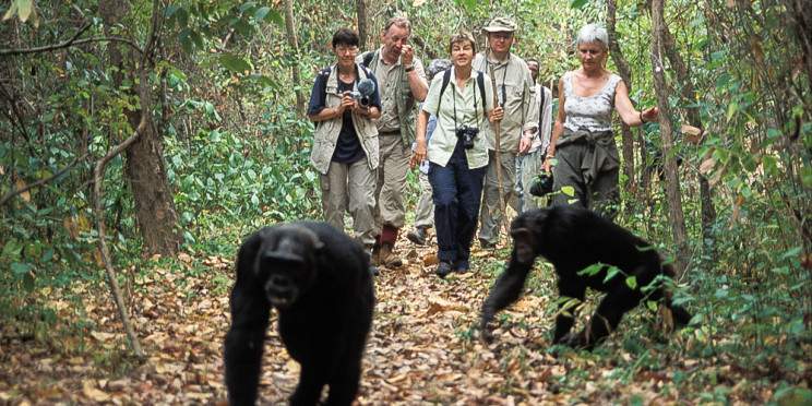 10-Day Big Five Safari and Chimpanzee Trekking in Gombe