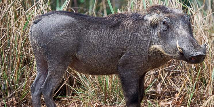 3-Day Trip from Zanz'B to Tarangire, Ngorongoro Manyara
