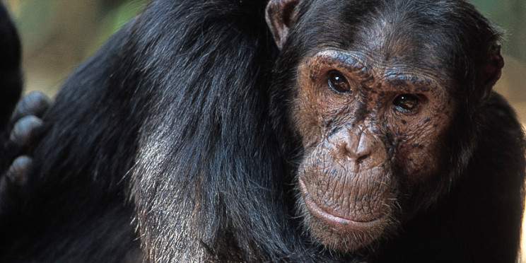 11-Day Tanzania Safari to See Migration and Chimpanze