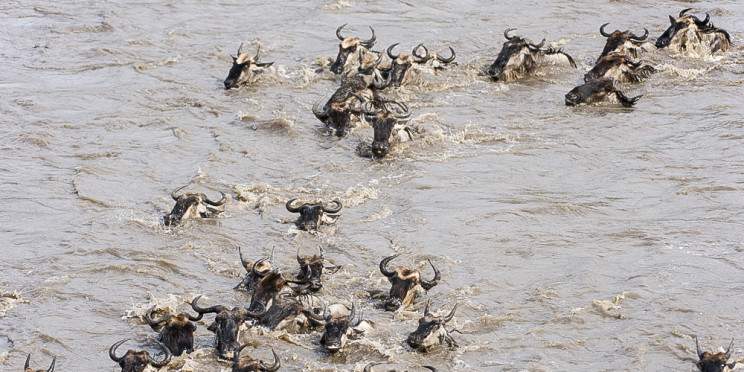 4-Day Masai Mara Safari- Budget Option
