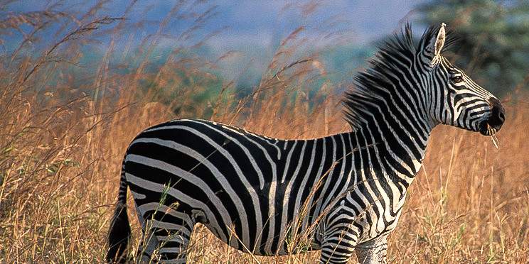2-Day Mikumi National Park Private Safari& Maasai Tour