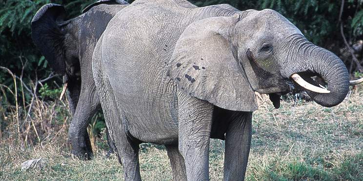 9-Day Kenya and Tanzania Budget Tour