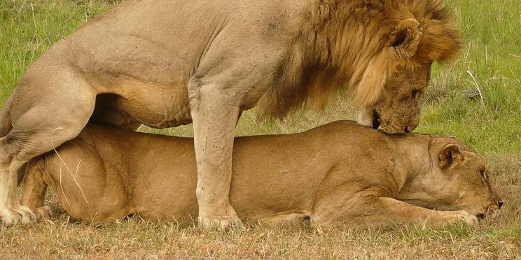 3-Day Tanzania Trilogy, Wildlife, Wonders & Waterfalls