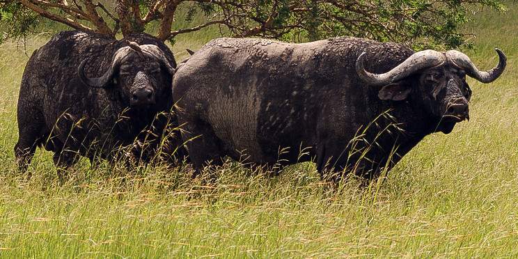 1-Day Mikumi National Park by Train from Dar Es Salaam