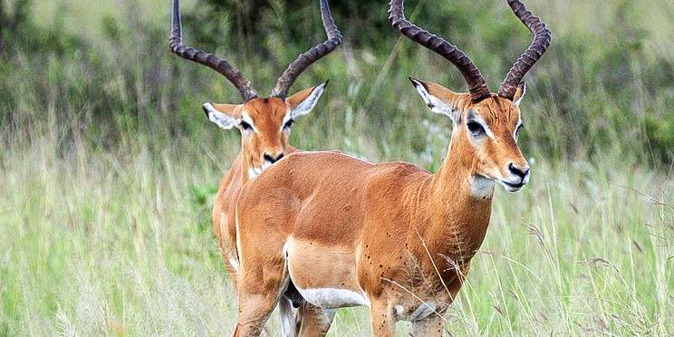 2-Day Zanzibar Elite Fly-in Safar Tarangire & Ngorongoro