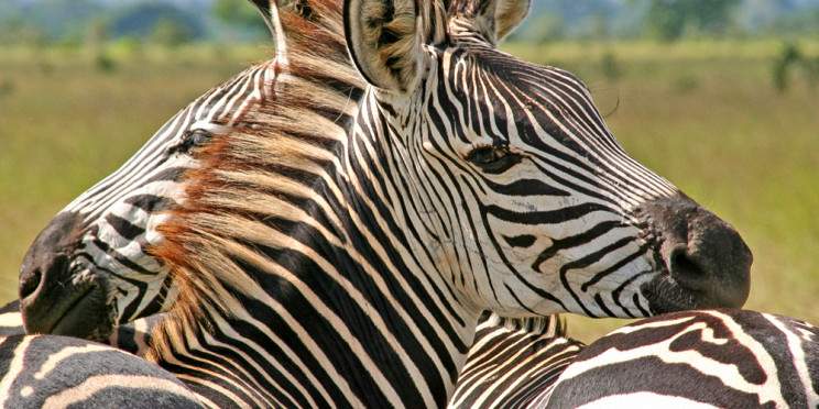 10-Day Great Migration at Mara River and Serengeti