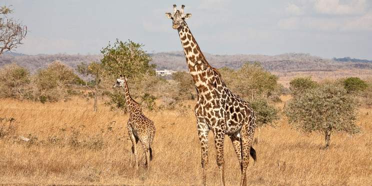 2-Day Mikumi Safari Expedition