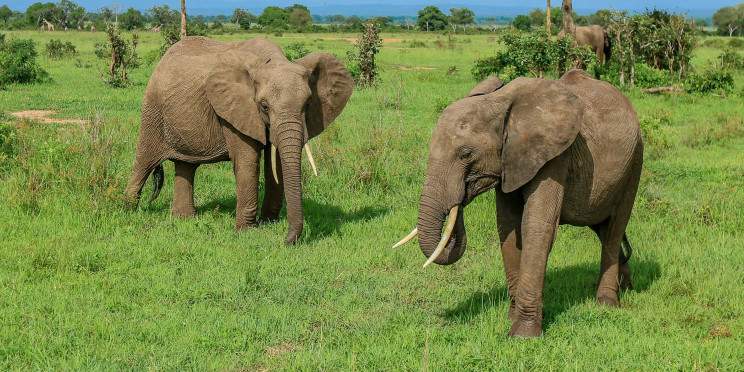 1-Day The Ultimate Mikumi Safari from Dar Es Salaam